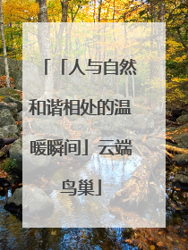 「人与自然和谐相处的温暖瞬间」云端鸟巢