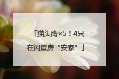 猫头鹰×5！4只在闲置房“安家”
