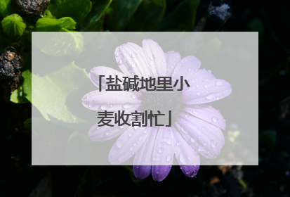 盐碱地里小麦收割忙