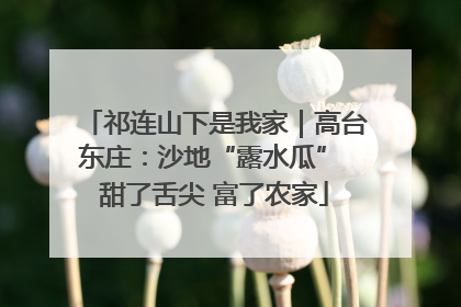 祁连山下是我家｜高台东庄：沙地“露水瓜” 甜了舌尖 富了农家