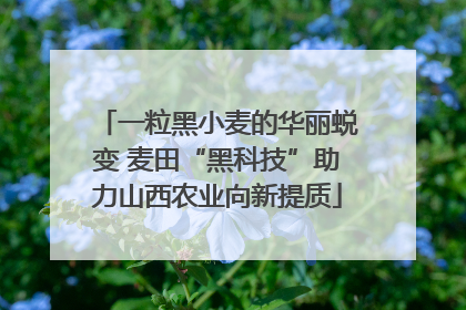 一粒黑小麦的华丽蜕变 麦田“黑科技”助力山西农业向新提质