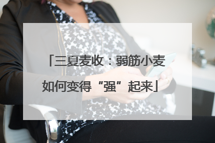 三夏麦收：弱筋小麦如何变得“强”起来