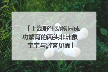 上海野生动物园成功繁育的两头非洲象宝宝与游客见面
