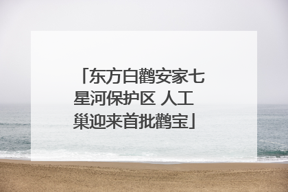 东方白鹳安家七星河保护区 人工巢迎来首批鹳宝