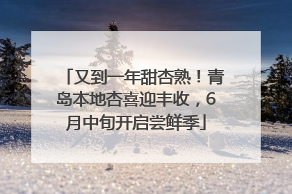 又到一年甜杏熟！青岛本地杏喜迎丰收，6月中旬开启尝鲜季