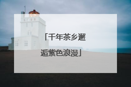 千年茶乡邂逅紫色浪漫