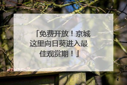 免费开放！京城这里向日葵进入最佳观赏期！
