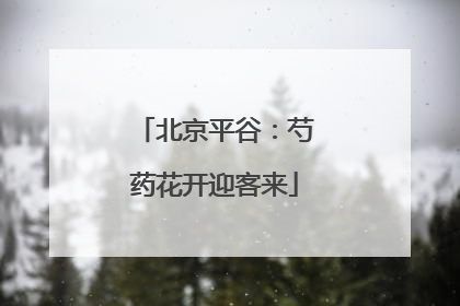 北京平谷：芍药花开迎客来