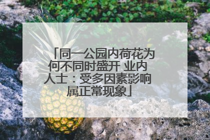 同一公园内荷花为何不同时盛开 业内人士：受多因素影响 属正常现象