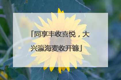 同享丰收喜悦，大兴瀛海麦收开镰