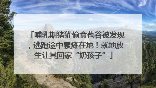 哺乳期猪獾偷食苞谷被发现，逃跑途中累瘫在地！就地放生让其回家“奶孩子”