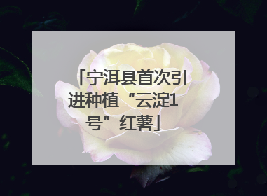 宁洱县首次引进种植“云淀1号”红薯
