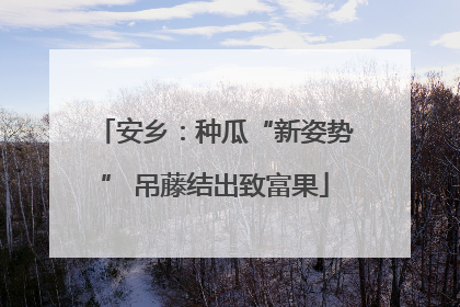 安乡：种瓜“新姿势” 吊藤结出致富果
