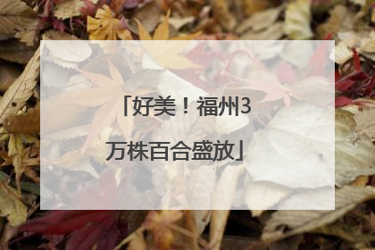 好美！福州3万株百合盛放