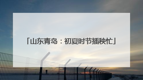 山东青岛：初夏时节插秧忙