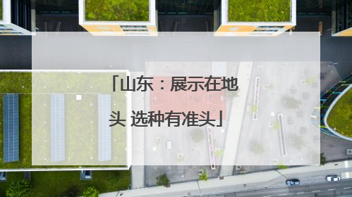 山东：展示在地头 选种有准头