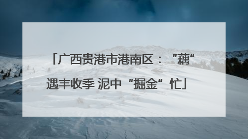 广西贵港市港南区：“藕”遇丰收季 泥中“掘金”忙