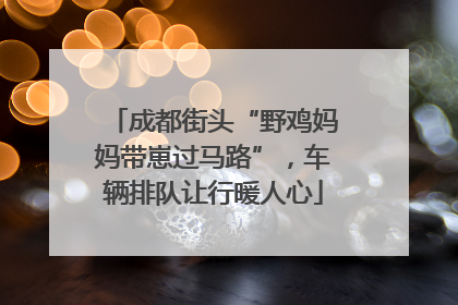 成都街头“野鸡妈妈带崽过马路”，车辆排队让行暖人心