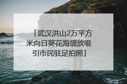 武汉洪山2万平方米向日葵花海盛放吸引市民驻足拍照