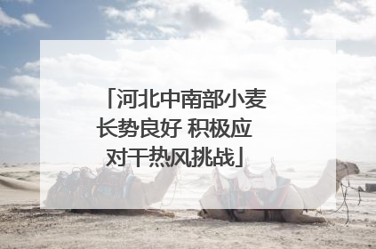 河北中南部小麦长势良好 积极应对干热风挑战