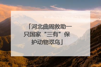 河北曲周救助一只国家“三有”保护动物翠鸟