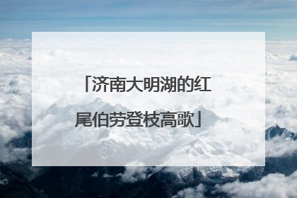 济南大明湖的红尾伯劳登枝高歌