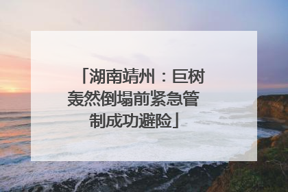 湖南靖州：巨树轰然倒塌前紧急管制成功避险