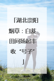 湖北崇阳烟草：白芨田间扬起丰收“号子”