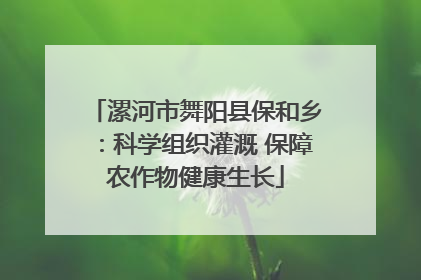 漯河市舞阳县保和乡：科学组织灌溉 保障农作物健康生长