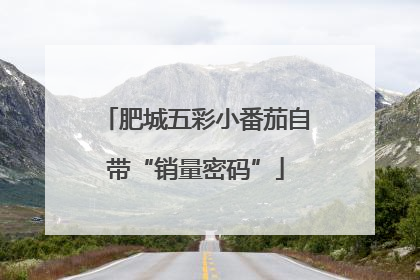 肥城五彩小番茄自带“销量密码”