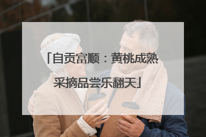 自贡富顺：黄桃成熟 采摘品尝乐翻天