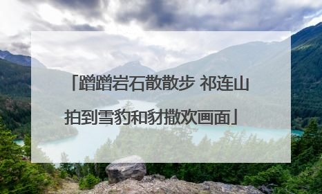 蹭蹭岩石散散步 祁连山拍到雪豹和豺撒欢画面