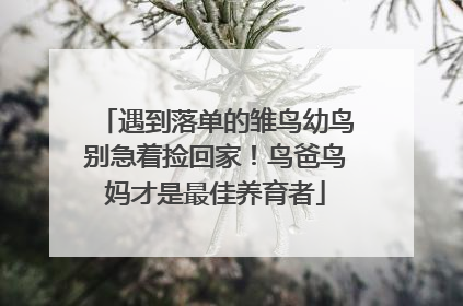 遇到落单的雏鸟幼鸟别急着捡回家！鸟爸鸟妈才是最佳养育者