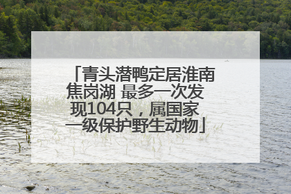 青头潜鸭定居淮南焦岗湖 最多一次发现104只，属国家一级保护野生动物