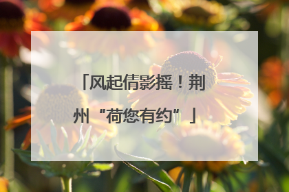 风起倩影摇！荆州“荷您有约”