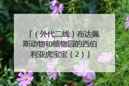（外代二线）布达佩斯动物和植物园的西伯利亚虎宝宝（2）