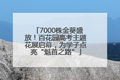 7000株金葵盛放！百花园高考主题花展启幕，为学子点亮“魁首之路”